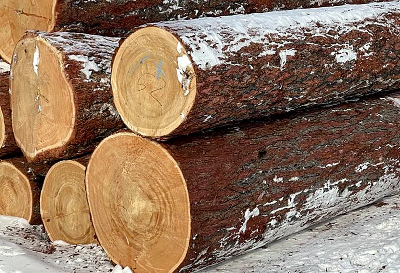 Frisch geschnittene Stirnflächen von Stammholz aus sibirischer Lärche auf dem verschneiten Polter – die Jahrringe stehen dicht beieinander